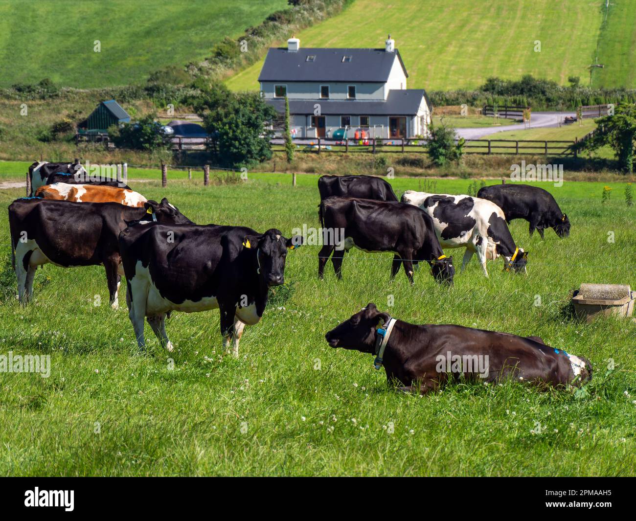 Mucche in una fattoria in estate. Freegrazing di bestiame bovino. Paesaggio agricolo. Allevamento in Irlanda. Mucca bianca e nera su prato verde Foto Stock