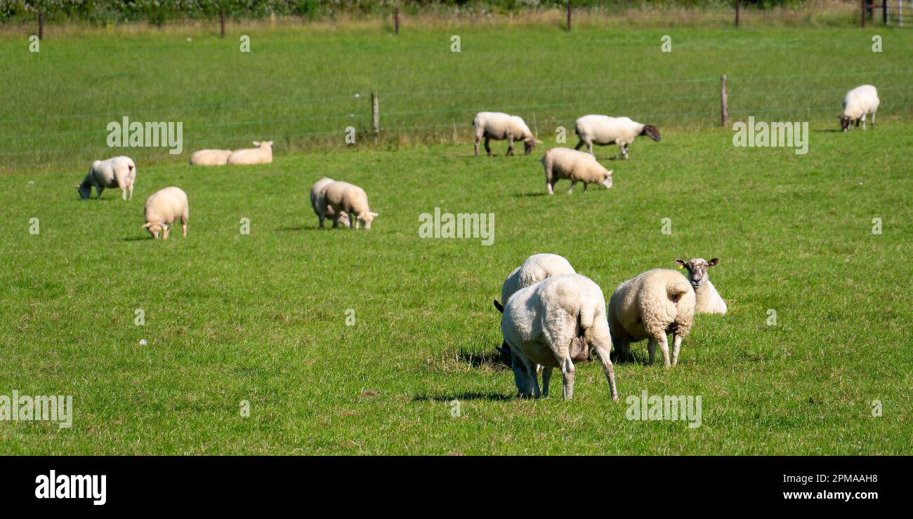 Un gregge di pecore su un prato. Allevamento in Irlanda. Animali da pascolo in fattoria. Gregge di pecora su campo di erba verde Foto Stock
