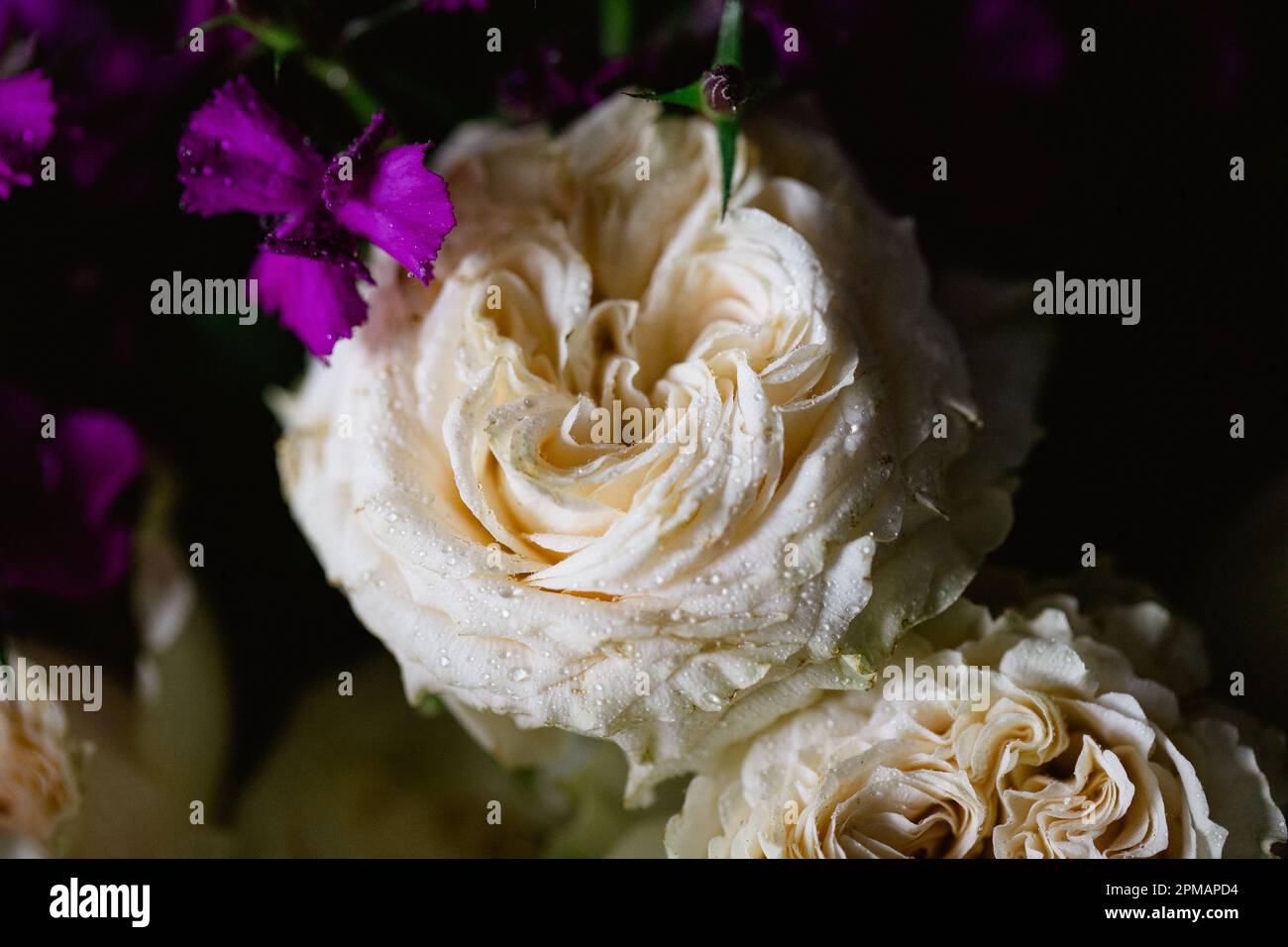 Rose con gocce d'acqua. Sfondo floreale e carta da parati. Bellissimi fiori. Colori alla moda. Bouquet di nozze. Bouquet di rose, dianthus Foto Stock