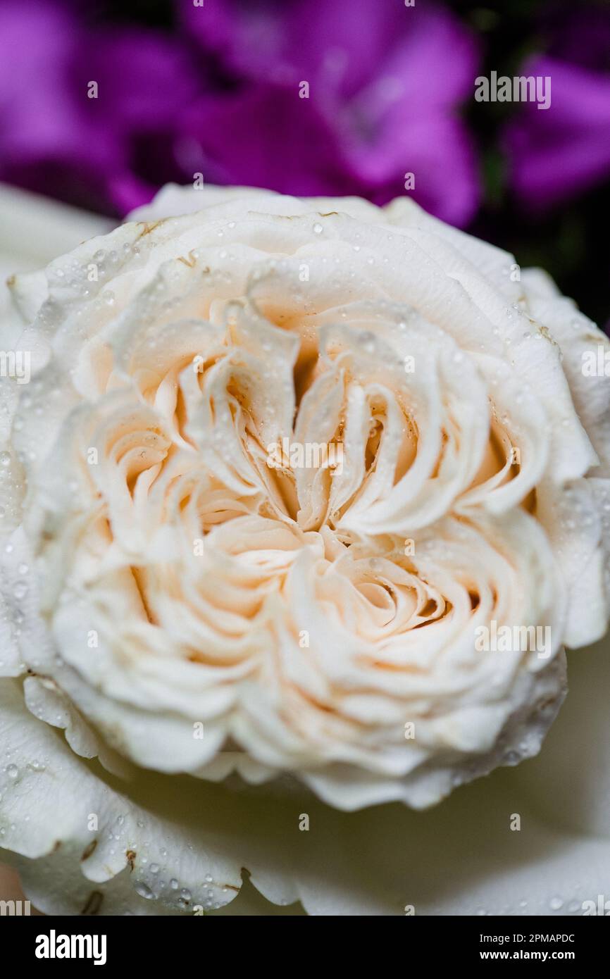 Rose con gocce d'acqua. Sfondo floreale e carta da parati. Bellissimi fiori. Colori alla moda. Bouquet di nozze. Bouquet di rose, dianthus Foto Stock