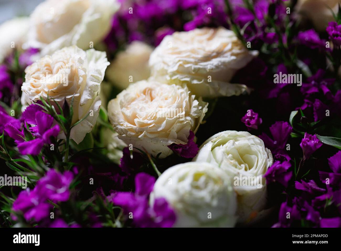 Rose con gocce d'acqua. Sfondo floreale e carta da parati. Bellissimi fiori. Colori alla moda. Bouquet di nozze. Bouquet di rose, dianthus Foto Stock