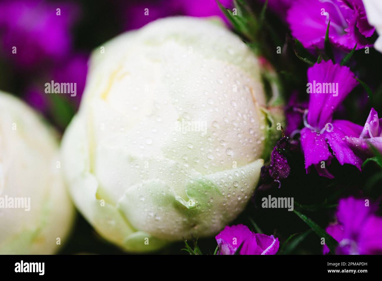 Rose con gocce d'acqua. Sfondo floreale e carta da parati. Bellissimi fiori. Colori alla moda. Bouquet di nozze. Bouquet di rose, dianthus Foto Stock
