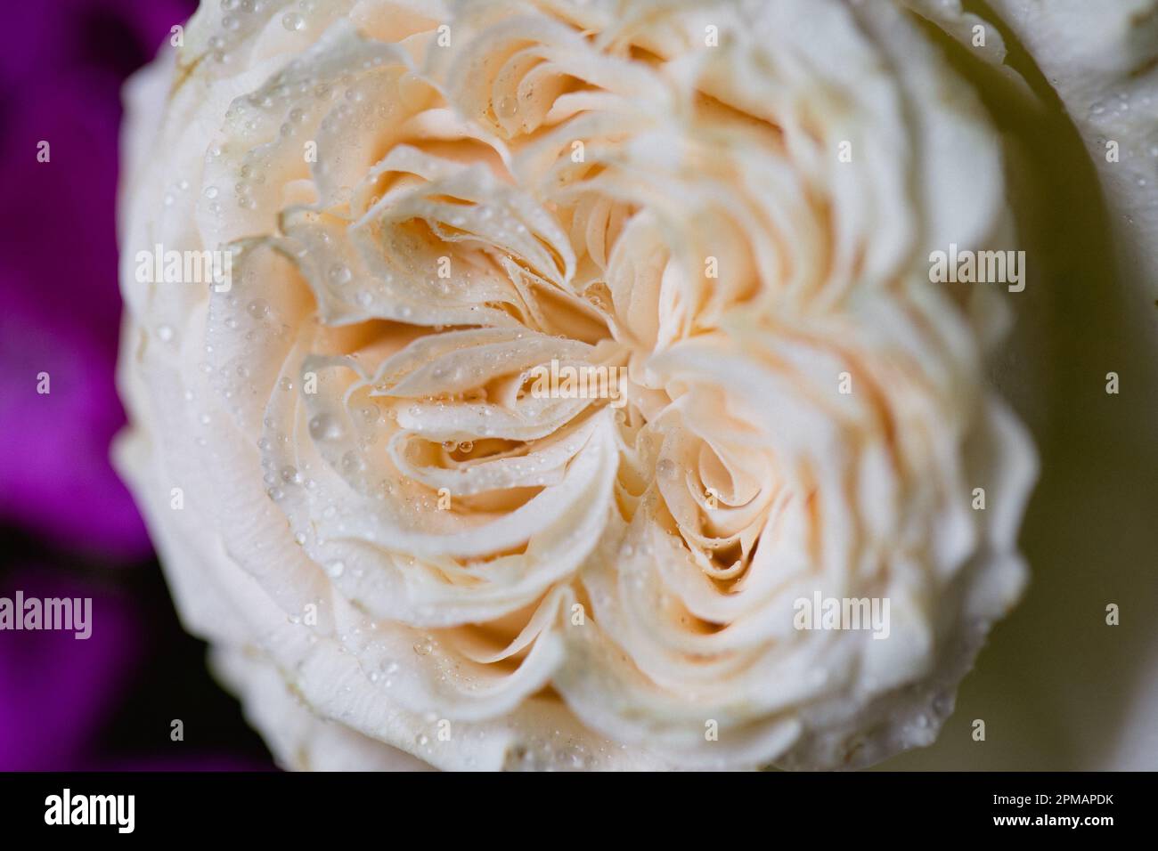 Rose con gocce d'acqua. Sfondo floreale e carta da parati. Bellissimi fiori. Colori alla moda. Bouquet di nozze. Bouquet di rose, dianthus Foto Stock