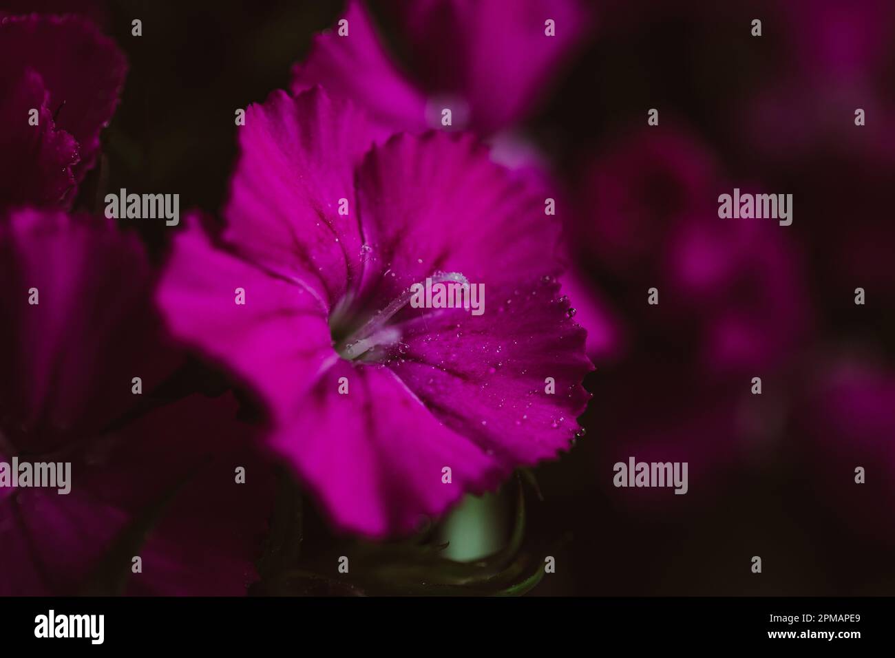 Rose con gocce d'acqua. Sfondo floreale e carta da parati. Bellissimi fiori. Colori alla moda. Bouquet di nozze. Bouquet di rose, dianthus Foto Stock