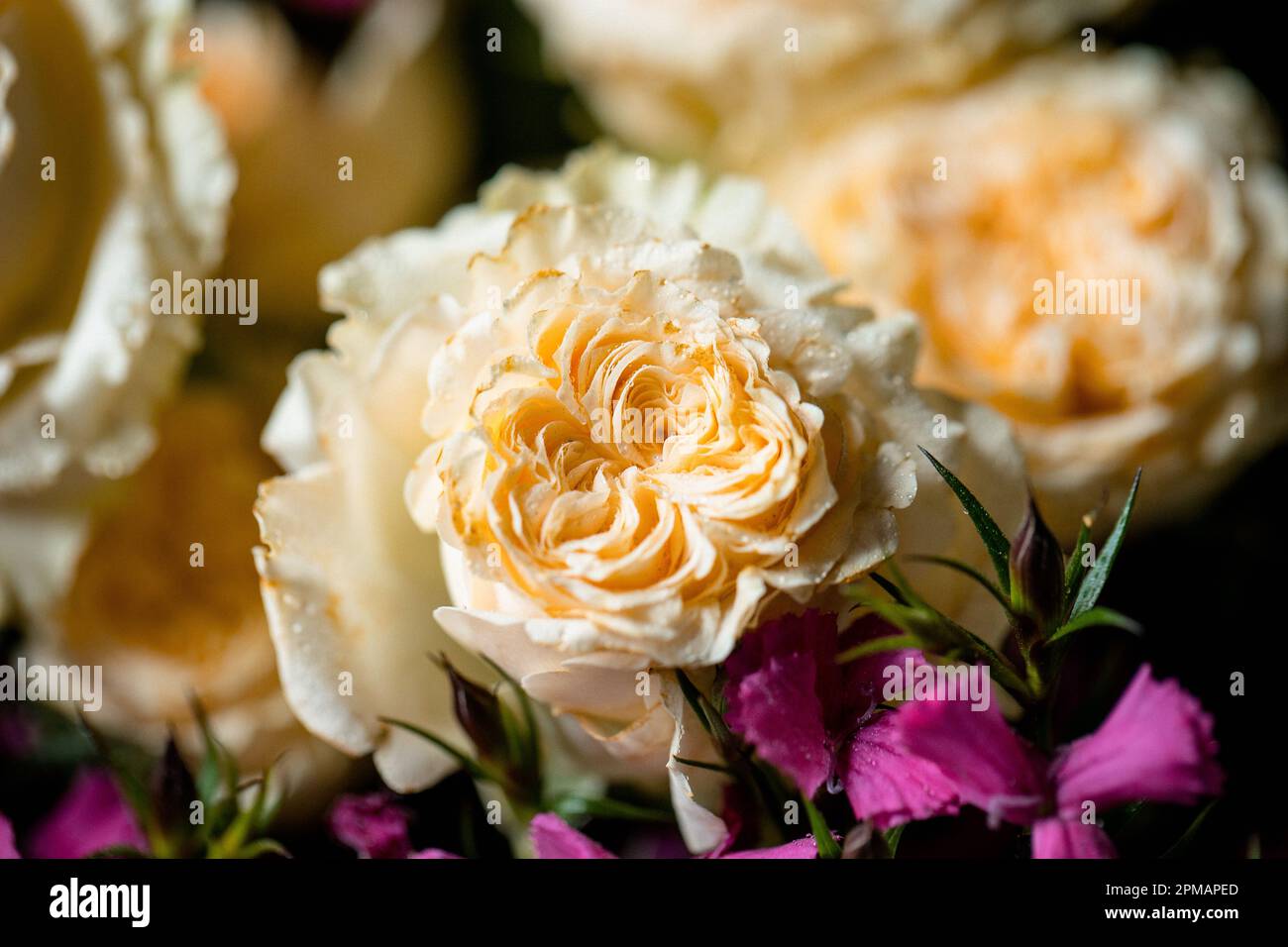 Rose con gocce d'acqua. Sfondo floreale e carta da parati. Bellissimi fiori. Colori alla moda. Bouquet di nozze. Bouquet di rose, dianthus Foto Stock