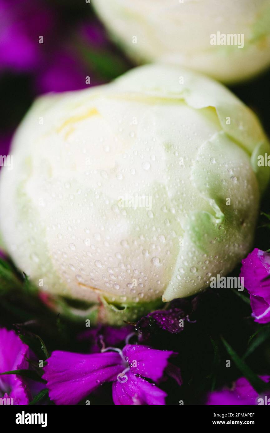 Rose con gocce d'acqua. Sfondo floreale e carta da parati. Bellissimi fiori. Colori alla moda. Bouquet di nozze. Bouquet di rose, dianthus Foto Stock
