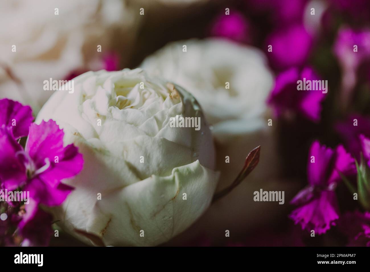 Rose con gocce d'acqua. Sfondo floreale e carta da parati. Bellissimi fiori. Colori alla moda. Bouquet di nozze. Bouquet di rose, dianthus Foto Stock