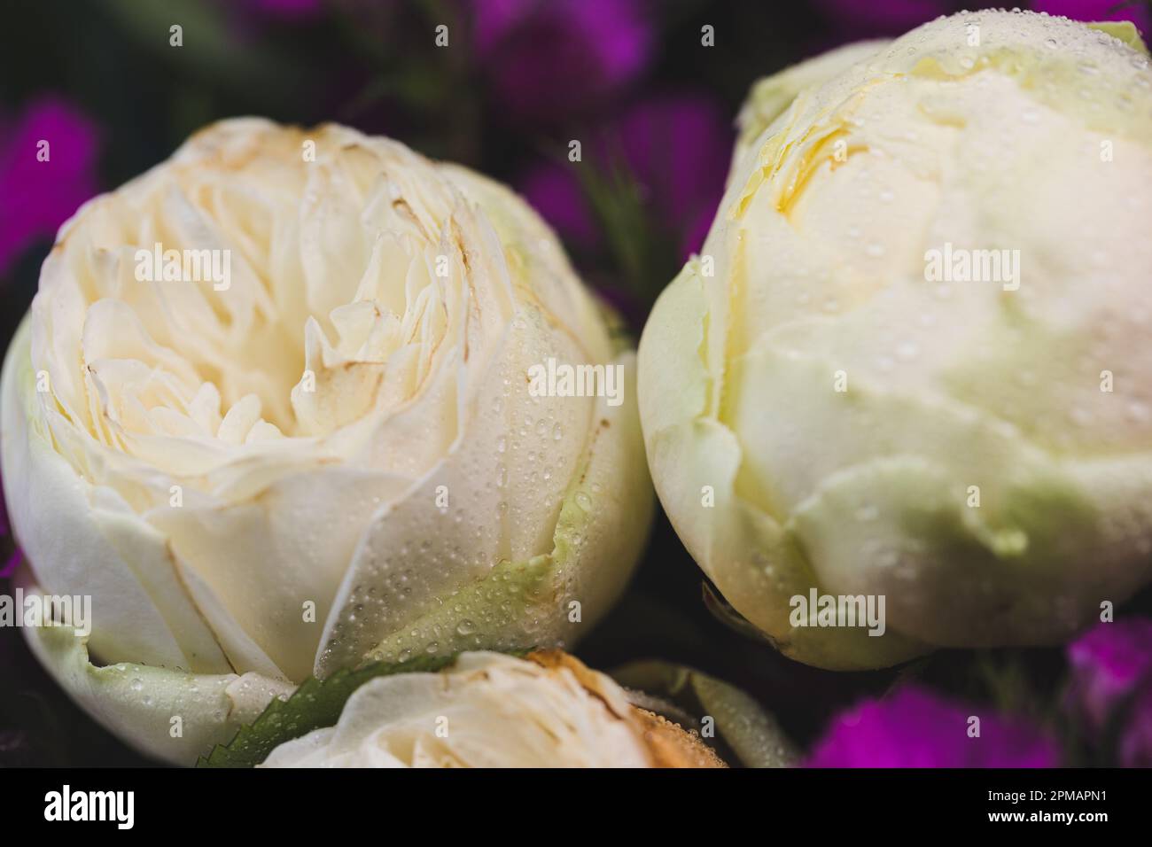 Rose con gocce d'acqua. Sfondo floreale e carta da parati. Bellissimi fiori. Colori alla moda. Bouquet di nozze. Bouquet di rose, dianthus Foto Stock