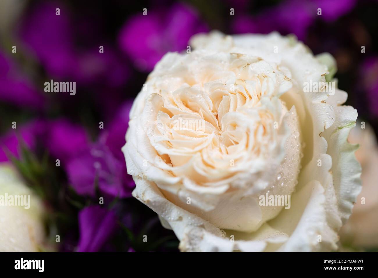 Rose con gocce d'acqua. Sfondo floreale e carta da parati. Bellissimi fiori. Colori alla moda. Bouquet di nozze. Bouquet di rose, dianthus Foto Stock