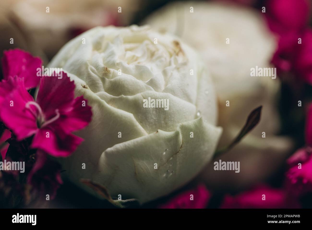 Primo piano Rose con gocce d'acqua. Sfondo floreale e carta da parati. Splendidi fiori su sfondo scuro, morbido e romantico filtro vintage, cercando Foto Stock