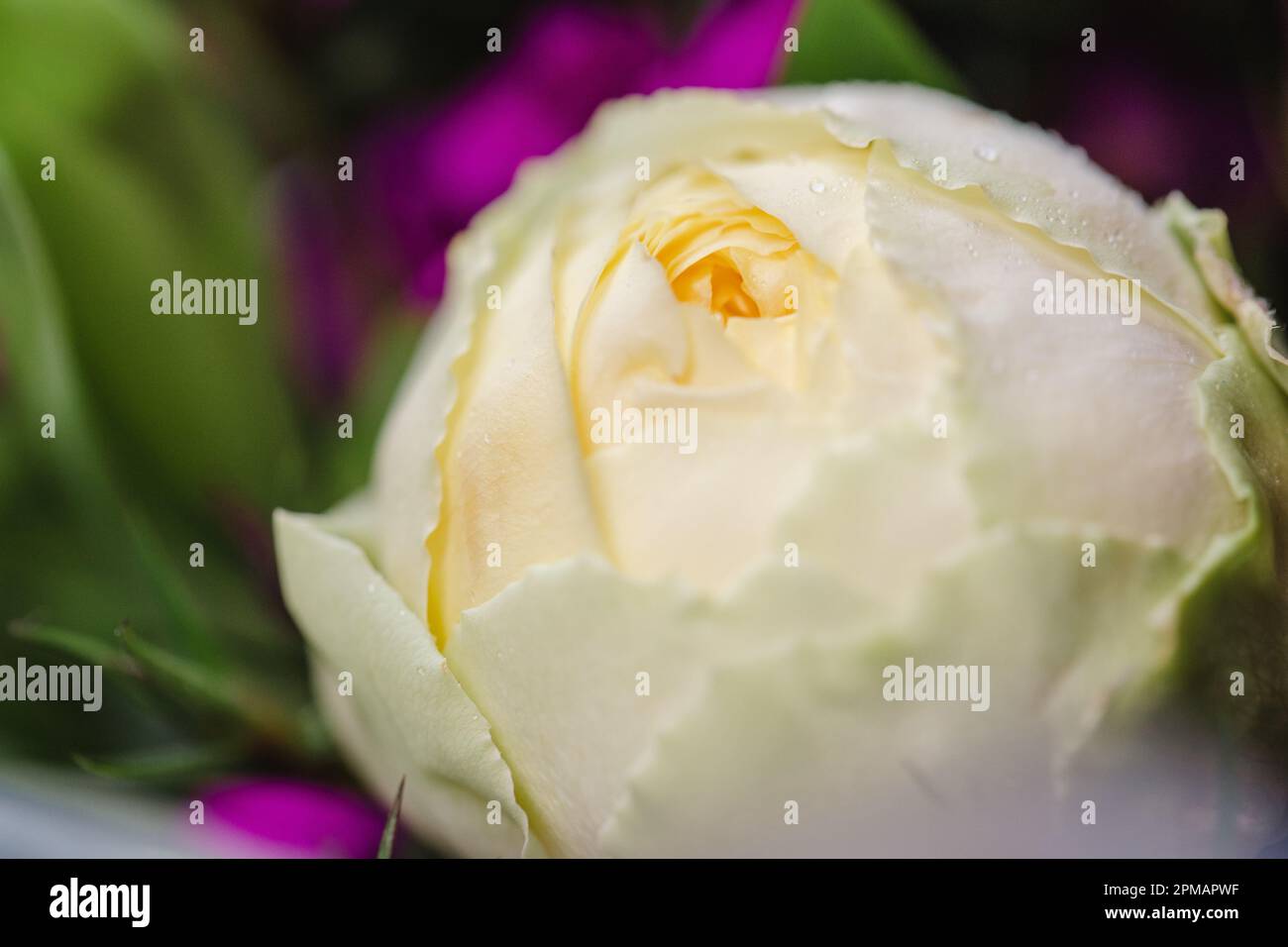 Primo piano Rose con gocce d'acqua. Sfondo floreale e carta da parati. Splendidi fiori su sfondo scuro, morbido e romantico filtro vintage, cercando Foto Stock