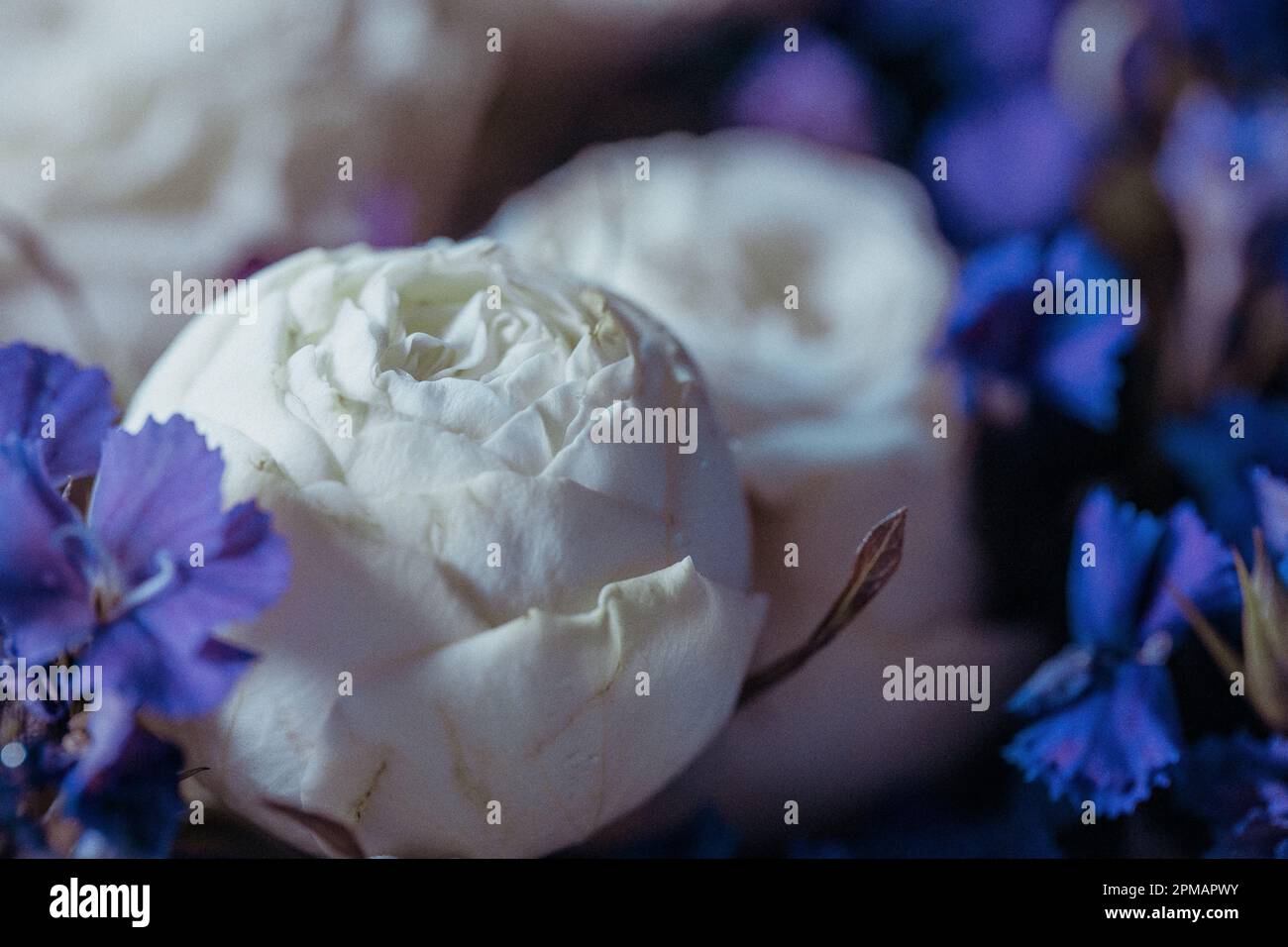 Rose con gocce d'acqua. Sfondo floreale e carta da parati. Bellissimi fiori. Colori alla moda. Bouquet di nozze. Bouquet di rose, dianthus Foto Stock