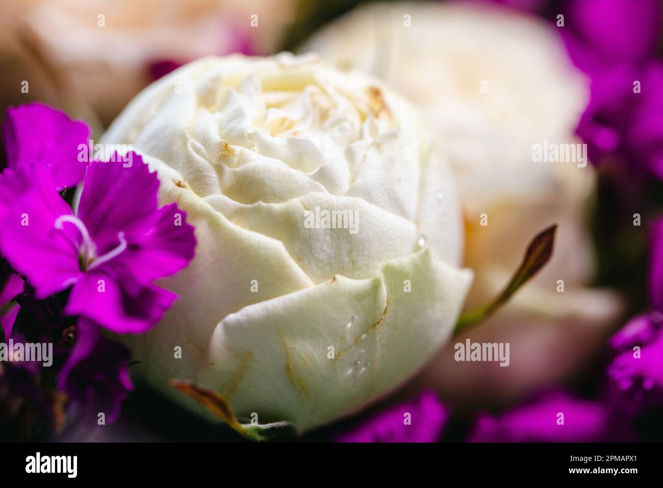 Rose con gocce d'acqua. Sfondo floreale e carta da parati. Bellissimi fiori. Colori alla moda. Bouquet di nozze. Bouquet di rose, dianthus Foto Stock