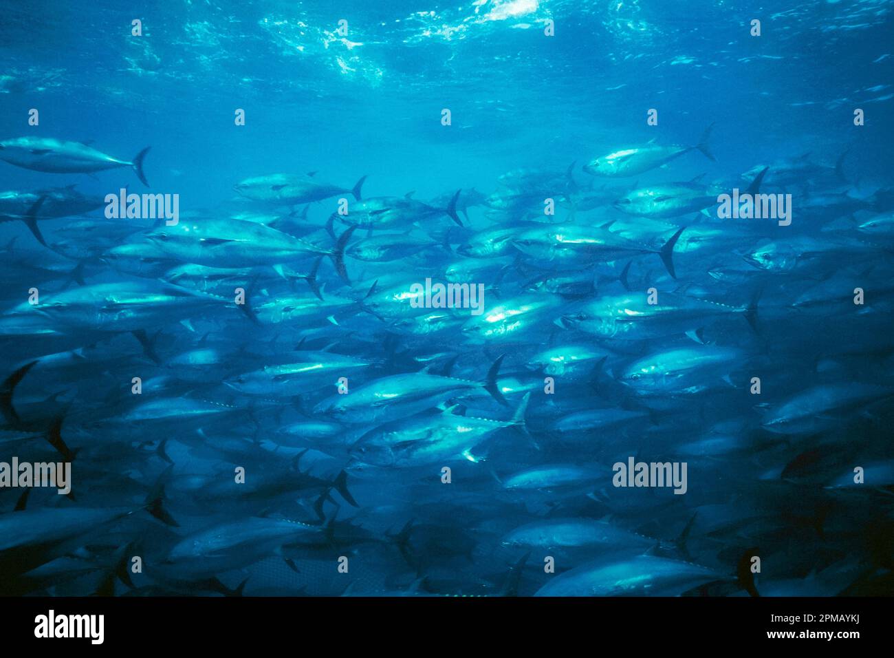 Tonni rossi del Pacifico (c), Thunnus orientalis, in rete di senna, 40 miglia a sud-ovest di Ensenada, Baja, Messico, Oceano Pacifico orientale Foto Stock