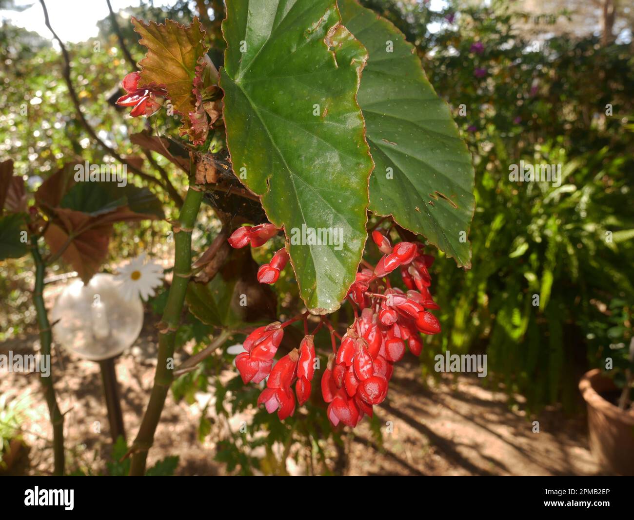 Close-up natura Foto Stock