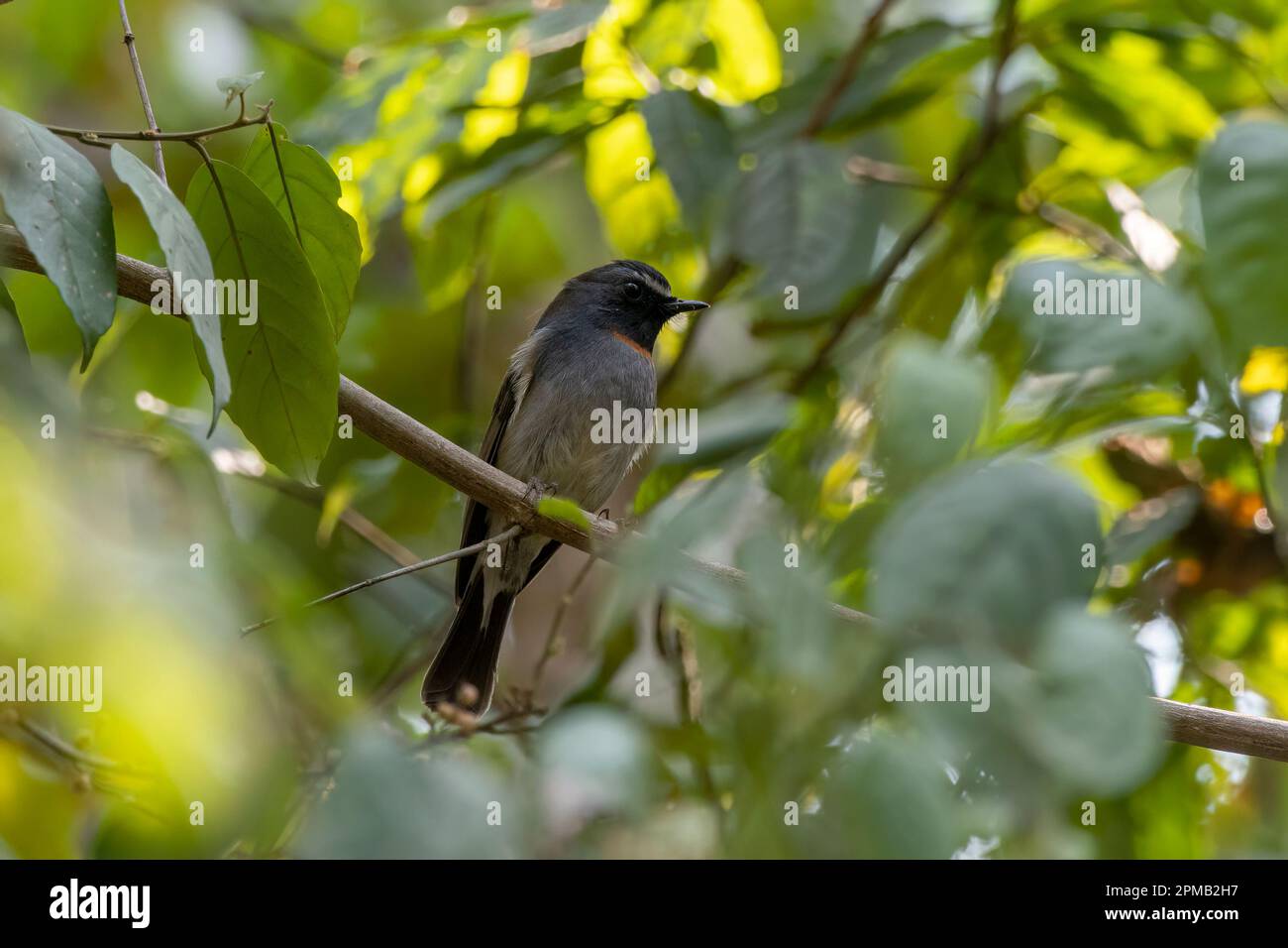 Flycatcher maschio con gola rufosa (Ficidula strophiata) osservato a Rongtong nel Bengala Occidentale, India Foto Stock