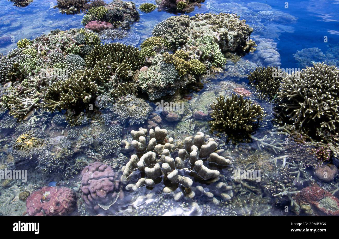 Densa e spettacolare crescita di coralli sulla parte esterna della barriera corallina di Bunaken, North Sulawesi, Indonesia. Foto Stock