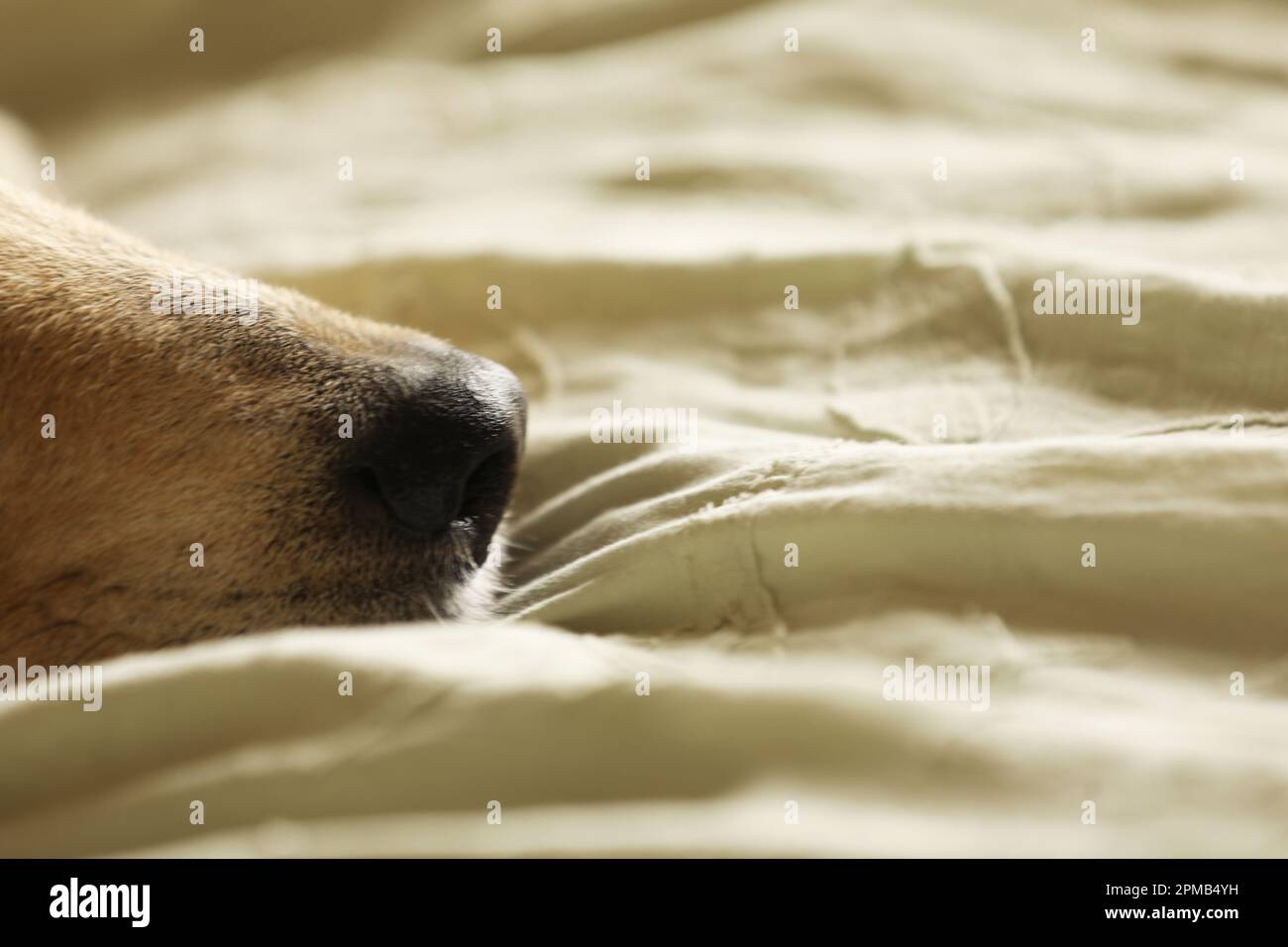 Primo piano di un cane Husky Labrador adagiato su un letto Foto Stock