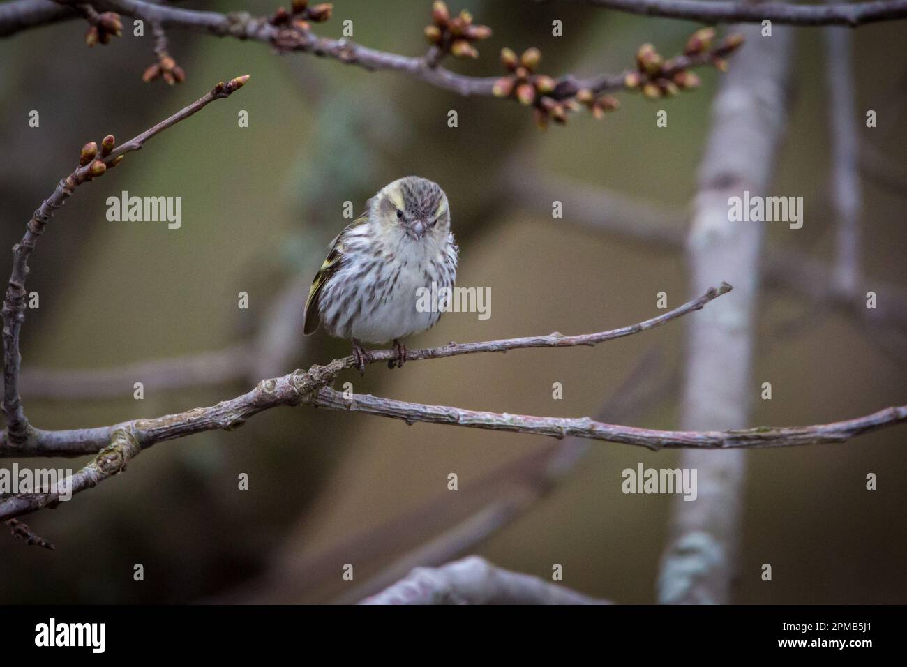 Pelle di scamone femmina, oro nero (Spinus spinus) Foto Stock