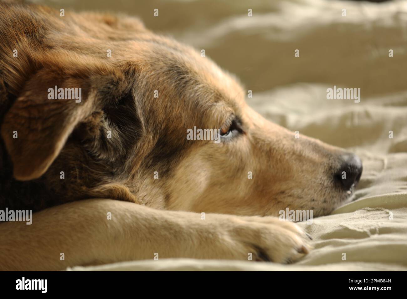 Primo piano di un cane Husky Labrador adagiato su un letto Foto Stock