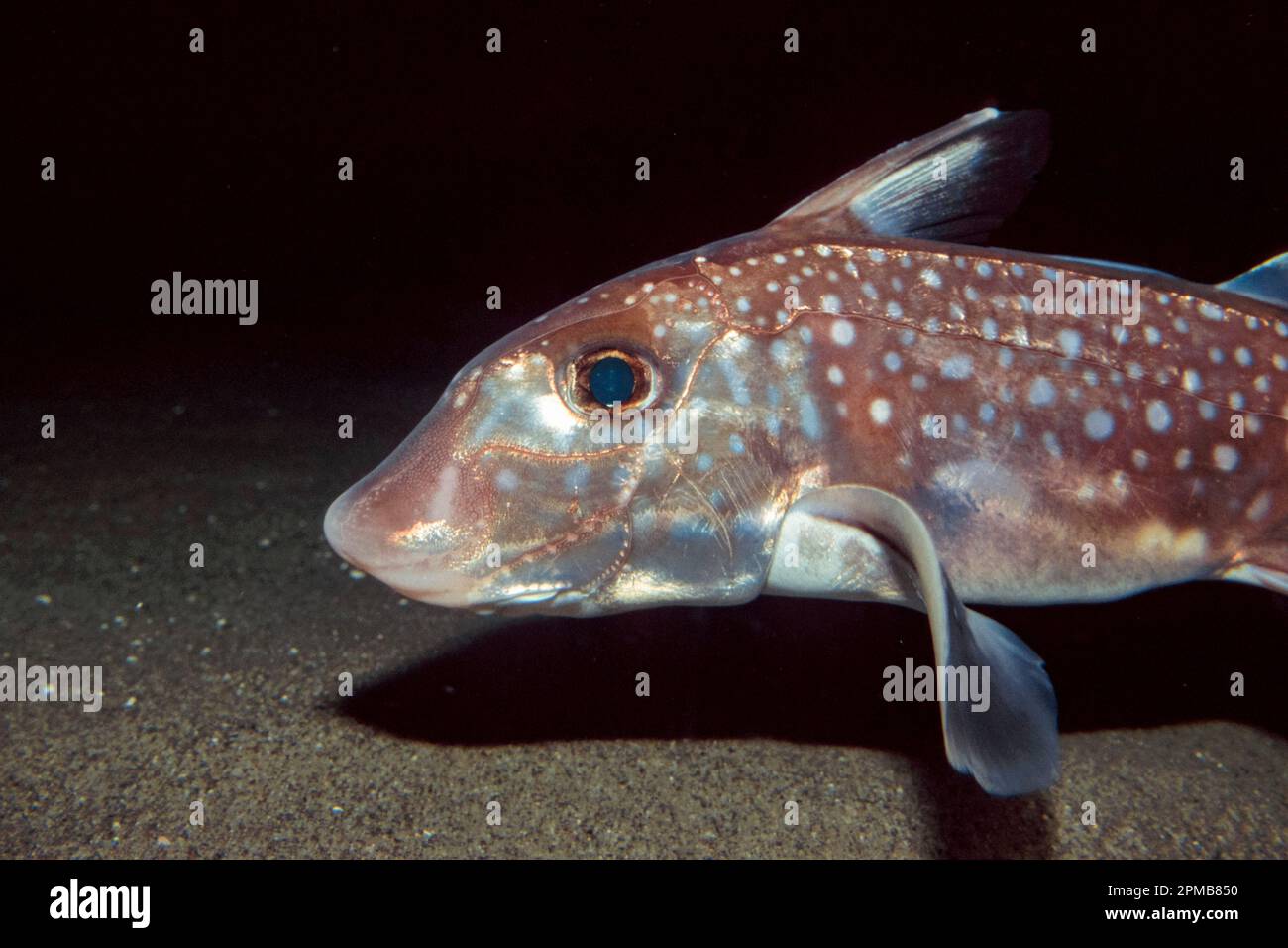 chimera, pesce gatto, squalo fantasma (c), Hydrolagus colliei, un pesce cartilagineo legato agli squali Foto Stock