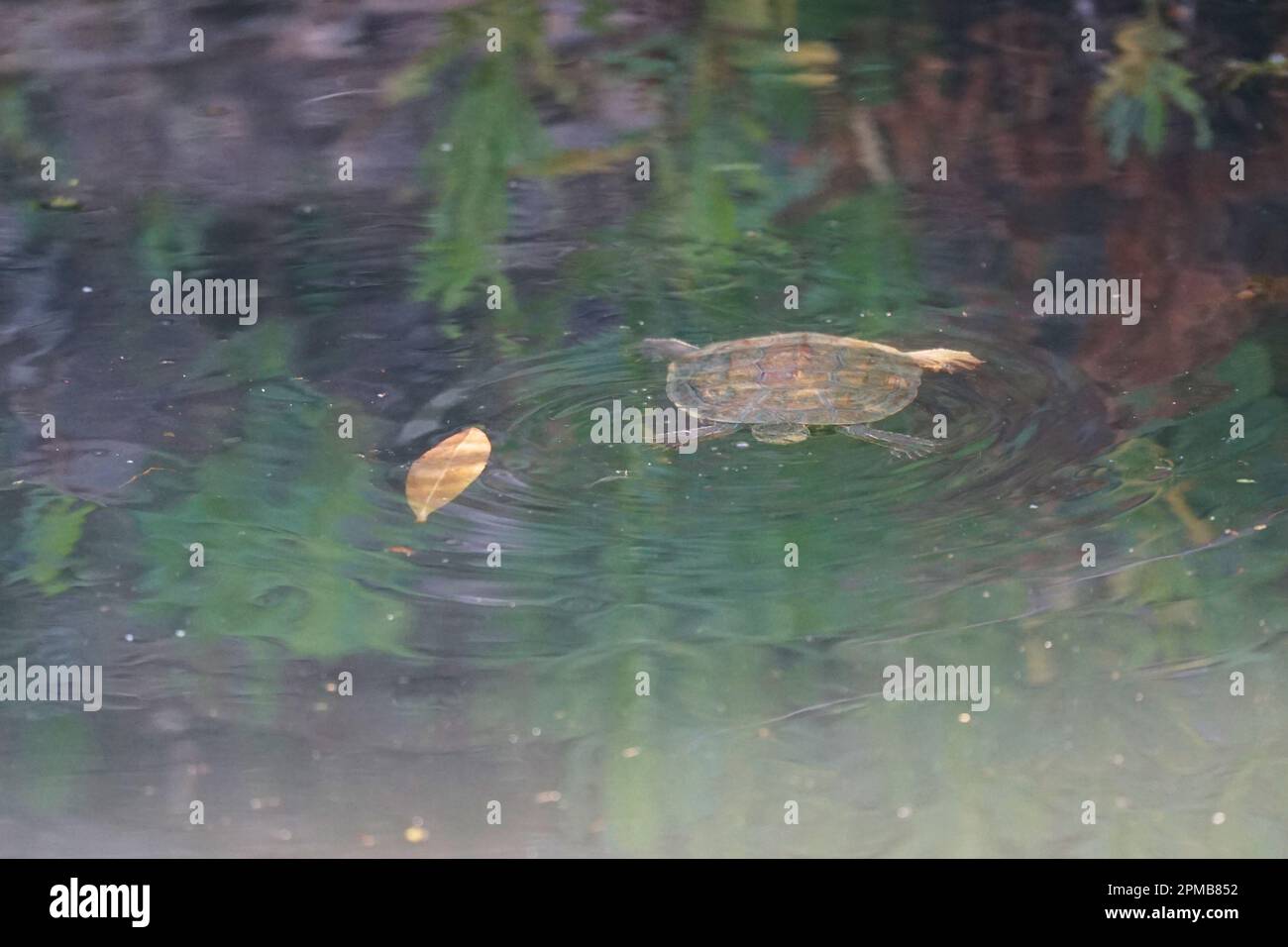 Tartaruga nuoto in un fiume, acqua di ruscello, tartaruga conchiglia, schwimmen Schildkröte Rhodos Rodi Griechenland Grecia Foto Stock