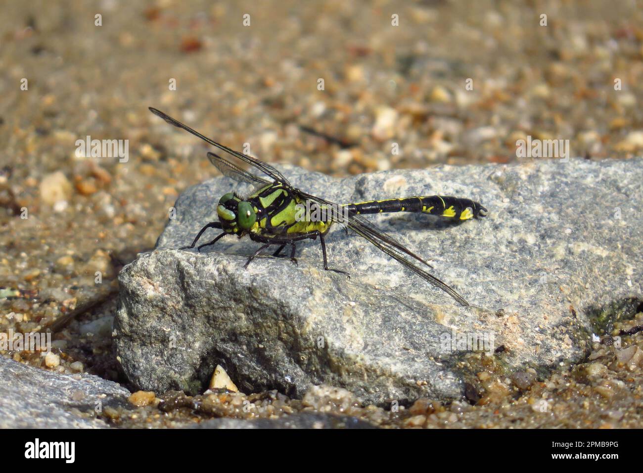 lumaca verde seduta su una pietra Foto Stock