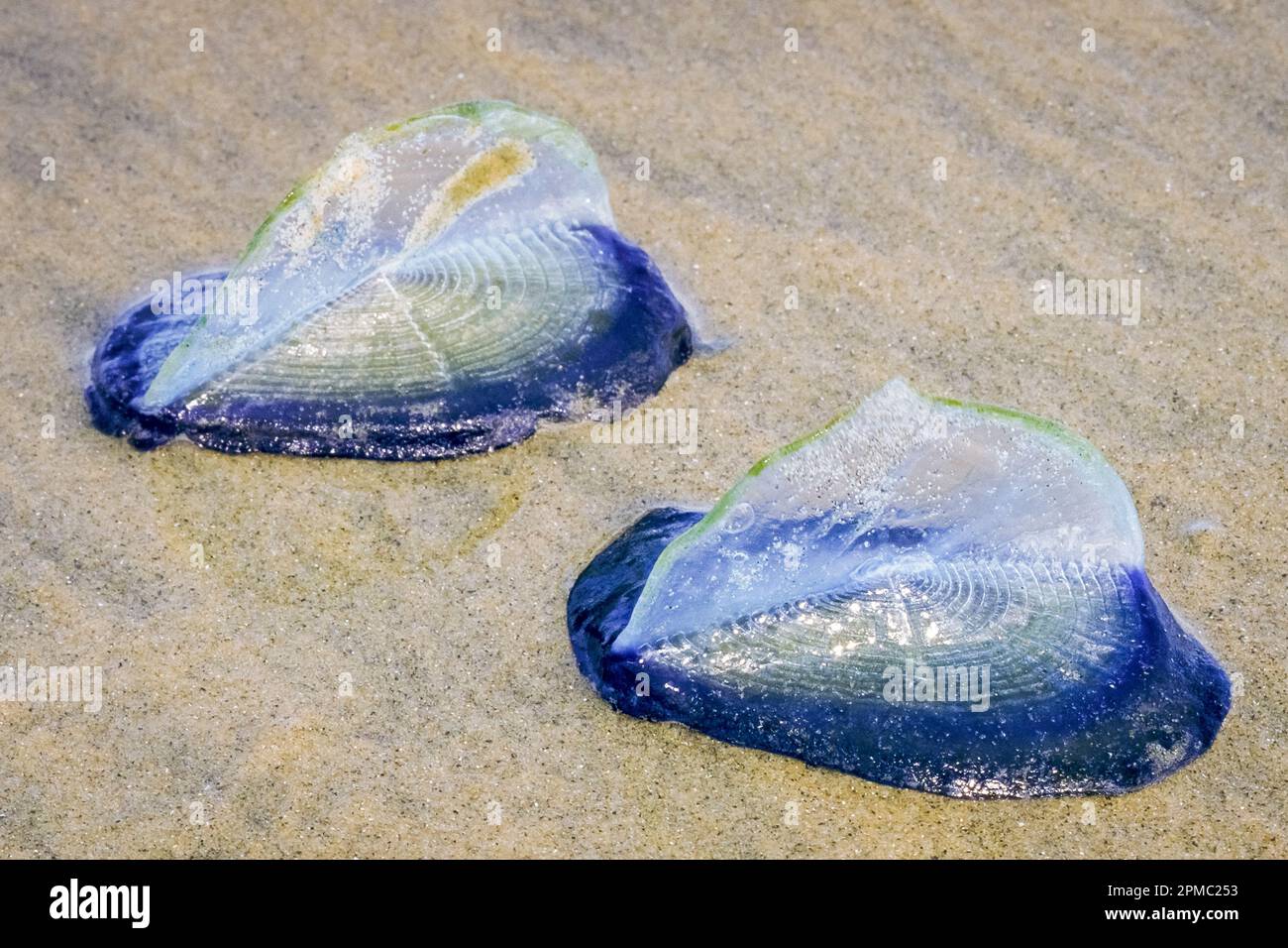 Vela a vento, gommone, vela viola, velella, velella, Drift Shore, la Jolla Shores, la Jolla, California, Stati Uniti, Oceano Pacifico Foto Stock
