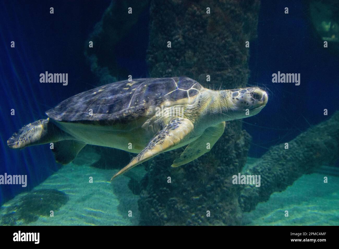 Una tartaruga di mare Loggerhead, nuotando nell'enorme acquario. Foto Stock