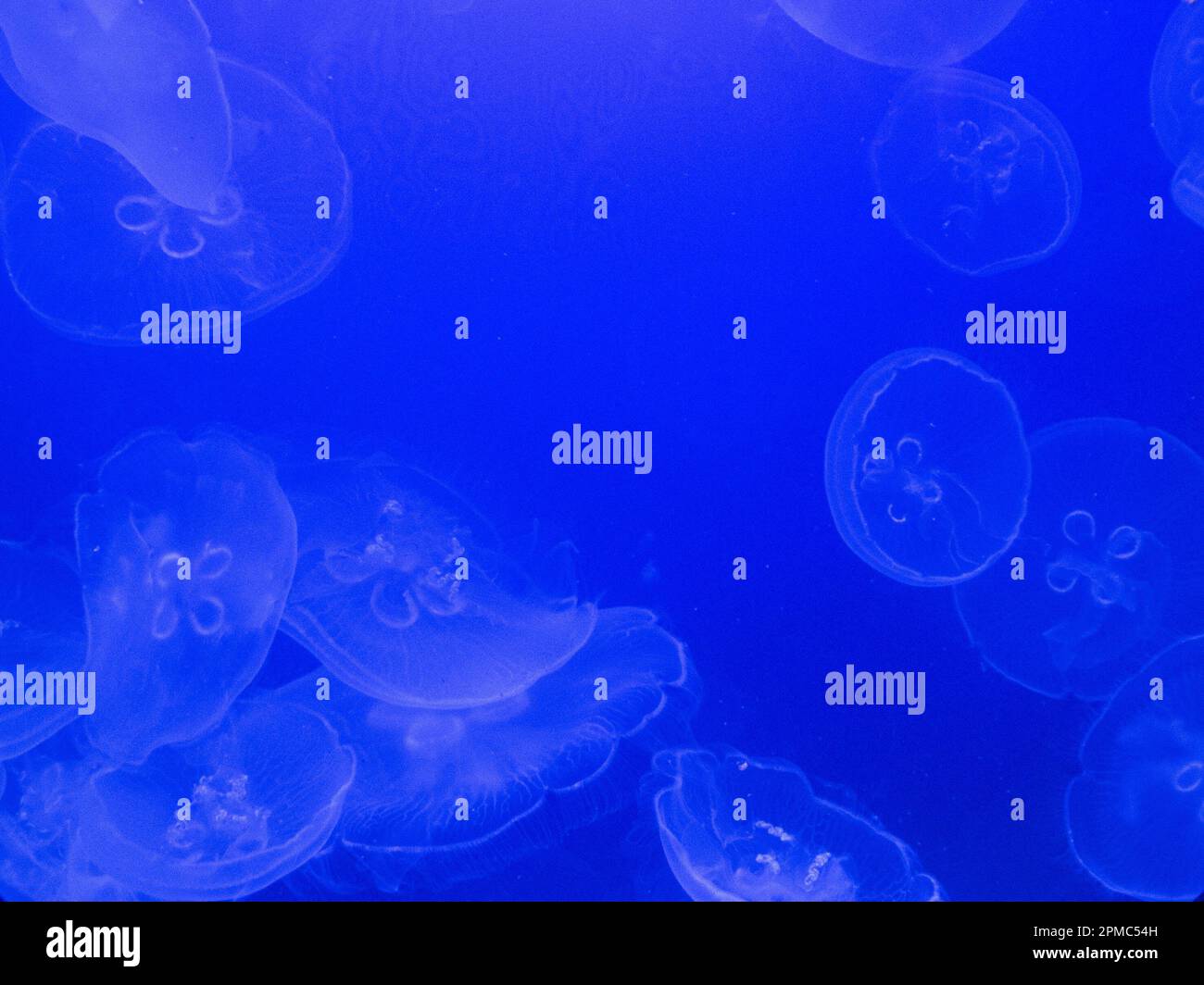 Luna Jelly galleggiante in un serbatoio di acqua salata acquairum in movimento. Foto Stock