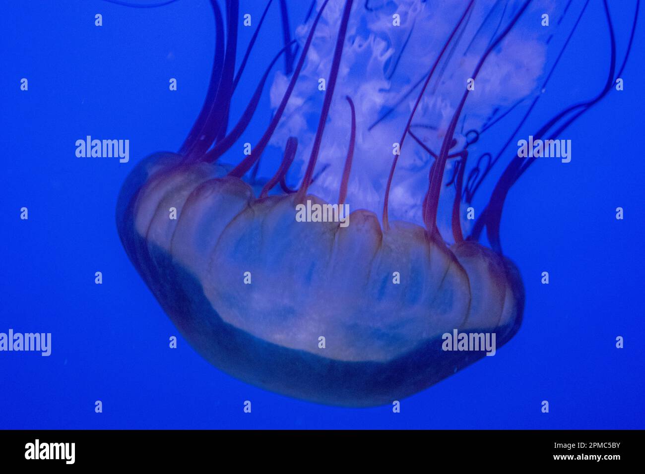 Meduse o nettle del Mar Pacifico galleggiano in un acquario illuminato blu Foto Stock