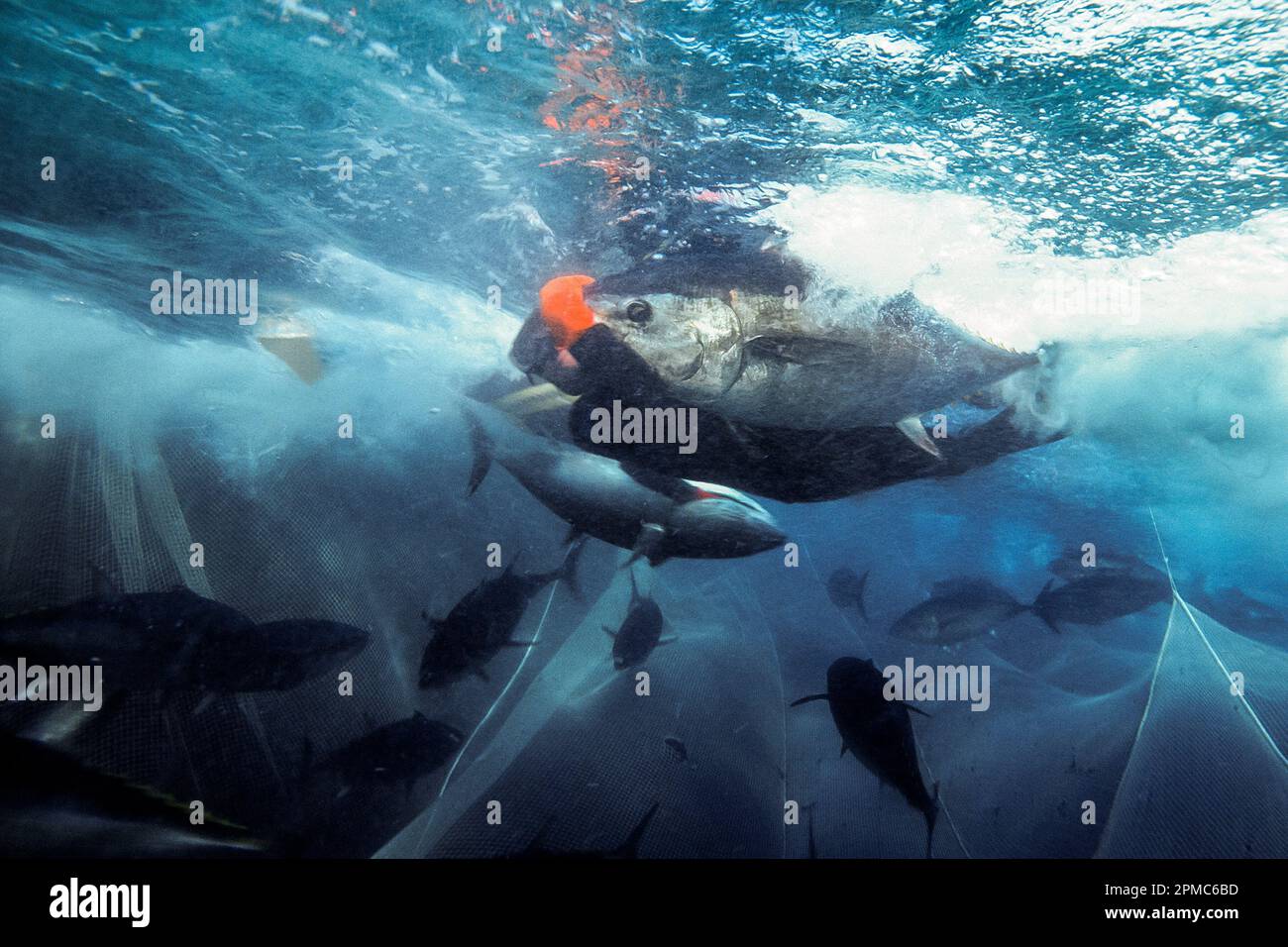 Tonno rosso del Pacifico, Thunnus orientalis, sommozzatori liberi raccolgono pesce per la trasformazione dalla rete in operazioni di allevamento, Isole Los Coronados, Baja Califor Foto Stock