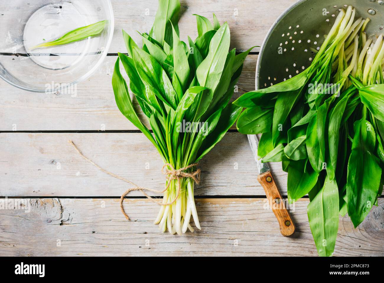 Aglio fresco selvatico, foglie di ramson. Cibo stagionale primaverile. Foto Stock