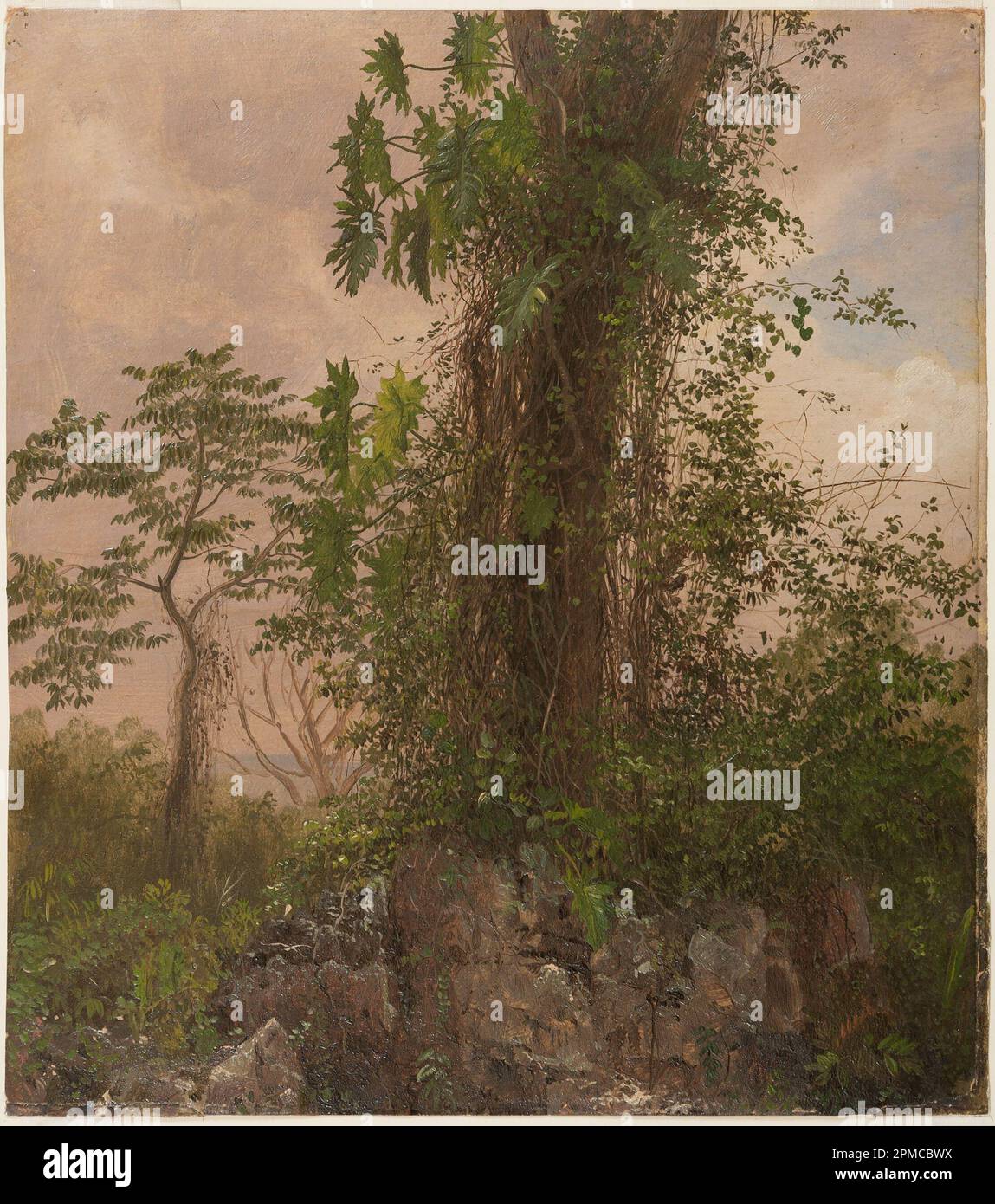 Disegno, Fig Tree e Wild Philodendron; Frederic Edwin Church (americano, 1826–1900); USA; pennello e vernice ad olio, grafite su cartoncino bianco sottile; 28,9 x 25,4 cm (11 3/8 x 10 pollici) Foto Stock