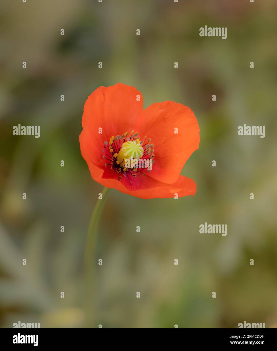 Papaver Dubium, pianta. Macro artistica Fotografia di uno sfondo sfocato. Foto Stock