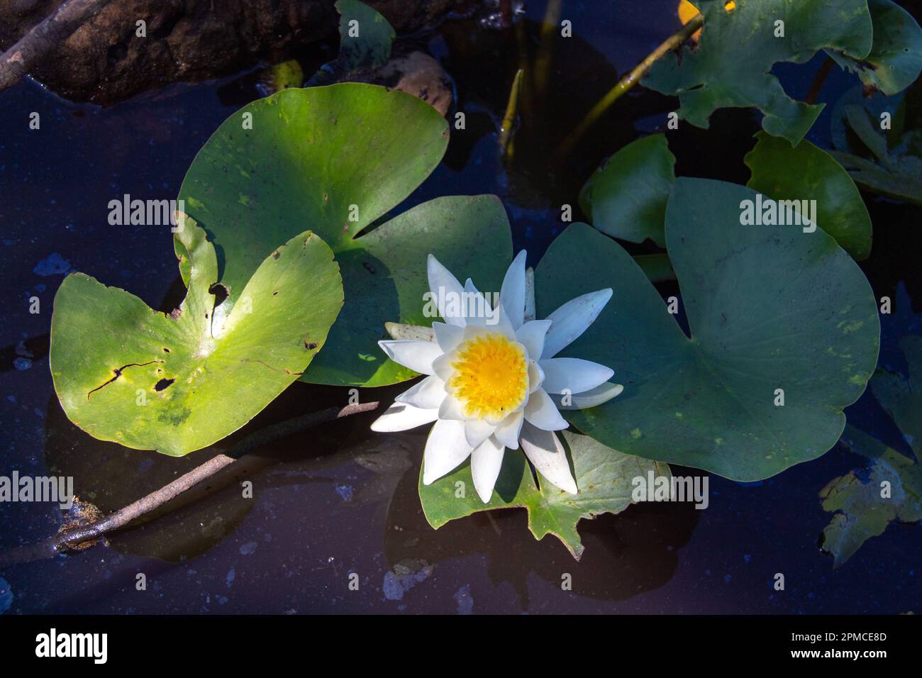 Giglio-acqua di Pygmy: Una pianta acquatica delicata in natura. Foto Stock