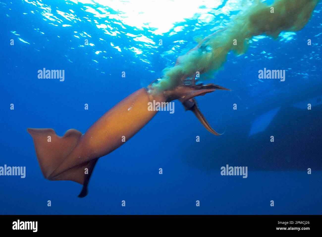 Humboldt Squid, o jumbo Squid, Dosidicus gigas, rilasciando inchiostro per diffondersi e scappare, Nine-Mile Bank, San Diego, California, Stati Uniti, Oceano Pacifico Foto Stock