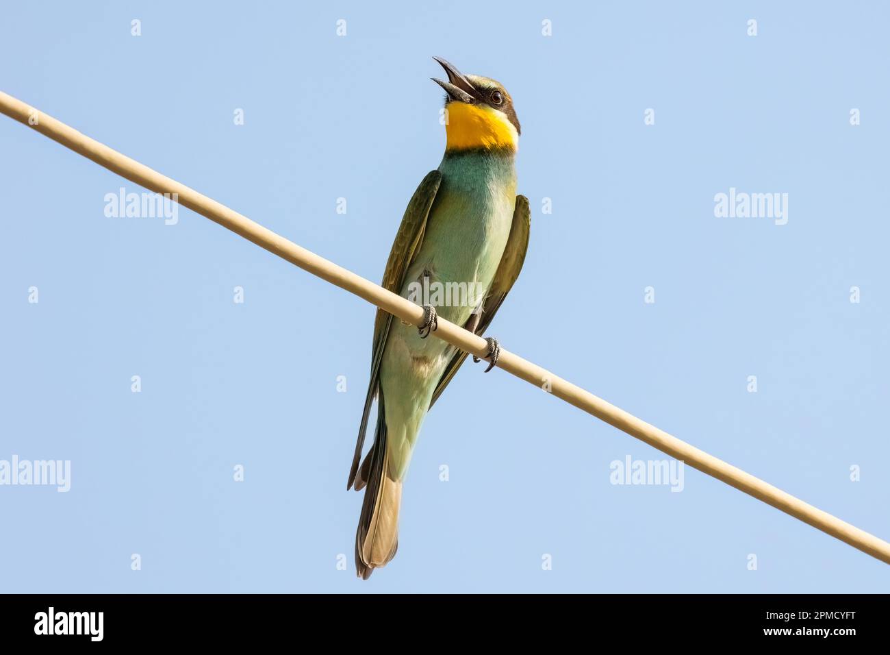 Ape-eater europeo o Apiaster Merops colorato piccolo uccello caccia api, ciello primavera Foto Stock