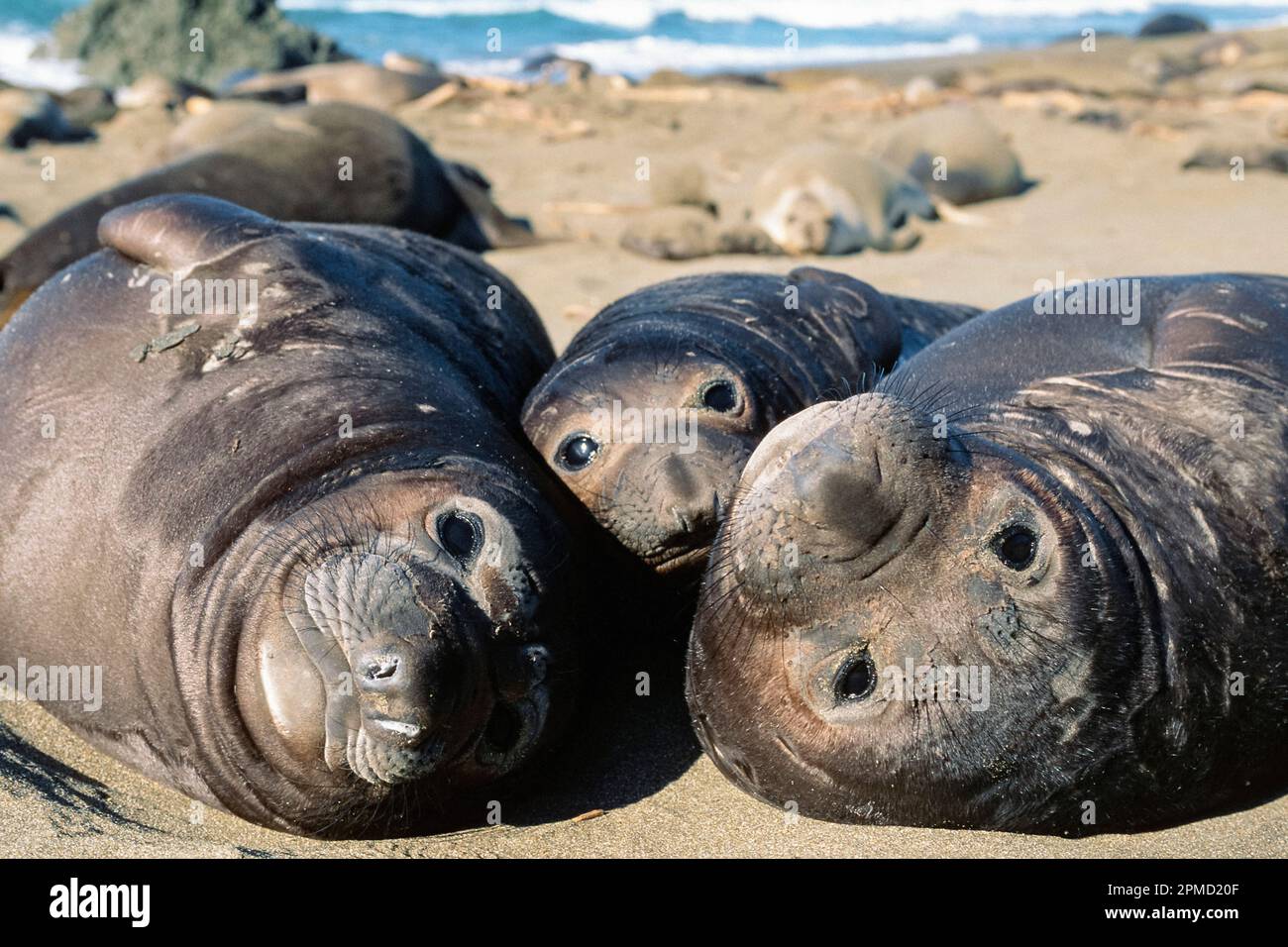 Elefanti settentrionali, Mirounga angustirostris, adulti e cucciolo, Piedras Blancas, California (Oceano Pacifico) Foto Stock