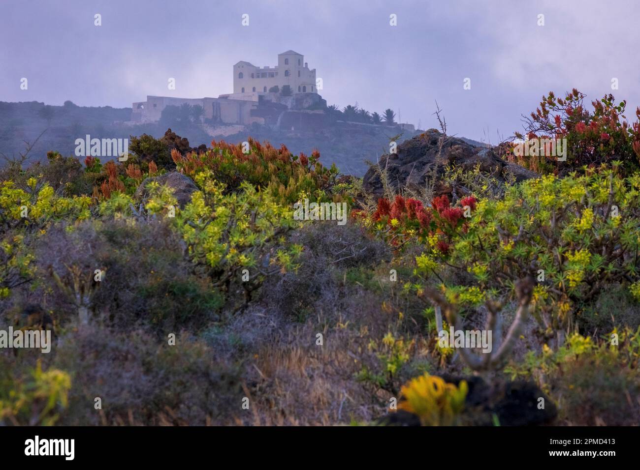 Lanzarote, Isole Canarie, Volcán de la Corona -- piante colorate in un paesaggio vulcanico in primavera Foto Stock