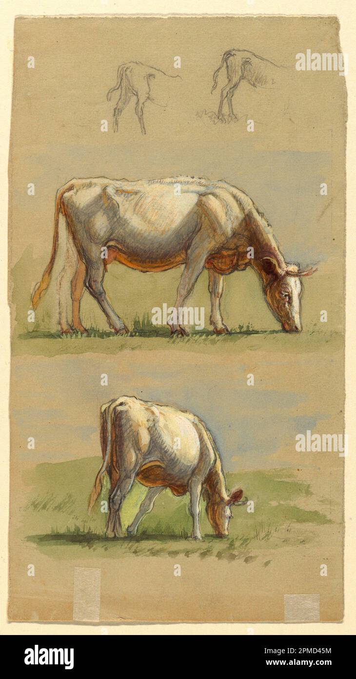 Disegno, bovini, due mucche da pascolo e la schiena dei vitelli; Samuel Colman (americano, 1832 - 1920); USA; grafite, spazzola e bouache su carta color crema; 24,8 x 13,8 cm (9 3/4 x 5 7/16 pollici) Foto Stock Disegno, bovini, due mucche da pascolo e la schiena dei vitelli; Samuel Colman (americano, 1832 - 1920); USA; grafite, spazzola e bouache su carta color crema; 24,8 x 13,8 cm (9 3/4 x 5 7/16 pollici) Foto Stock