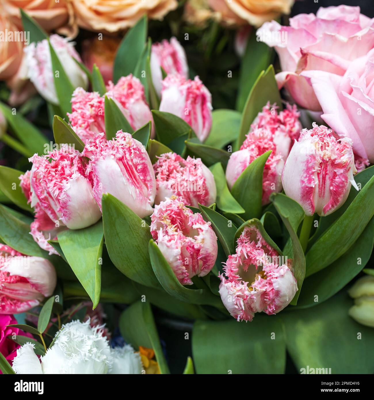 i tulipani rosa del pappagallo sul prato nel giardino botanico Foto Stock
