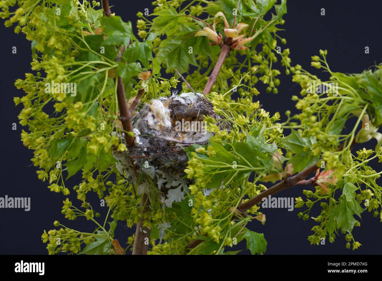 nuovo nido ancora vuoto di un orfinco sulla cima di un albero di acero fiorito Foto Stock