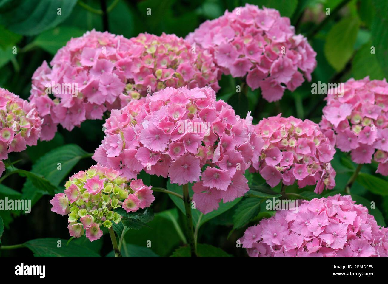 Hidrangea macrophylla 'Altona'. ortensia francese rosa mophead hydrangeas. primo piano, fiori, fiori, petali, Foto Stock