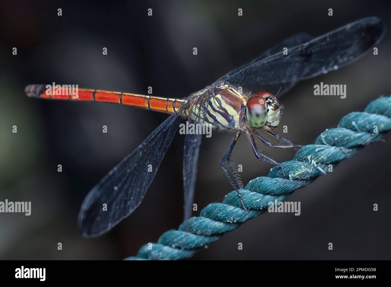 primo piano della libellula asiatica della coda di sangue Foto Stock