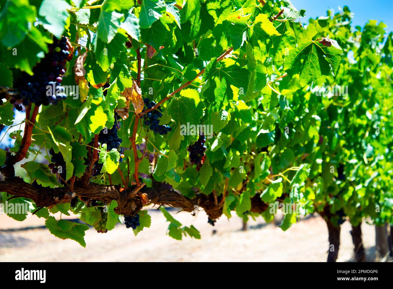 Vigna Shiraz - Fiume Margaret - Australia Occidentale Foto Stock