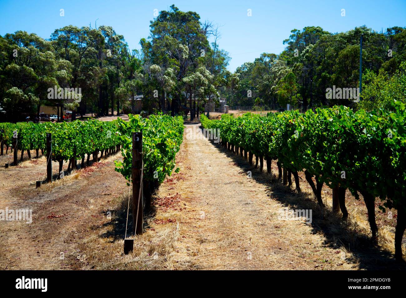 Vigna Shiraz - Fiume Margaret - Australia Occidentale Foto Stock