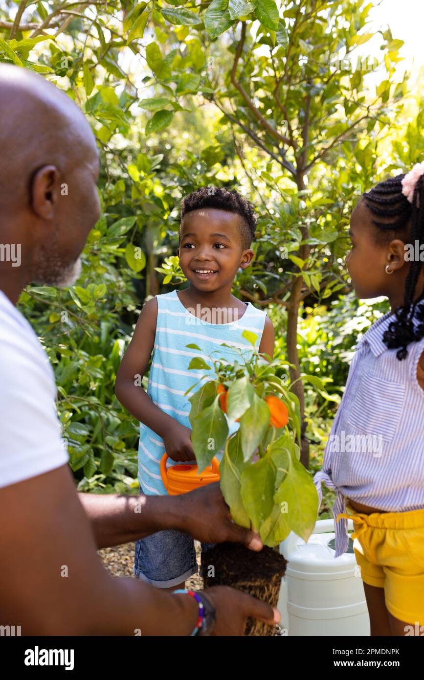 Nonno afroamericano che mostra la pianta del peperone ai nipoti mentre giardinaggio nel cortile Foto Stock