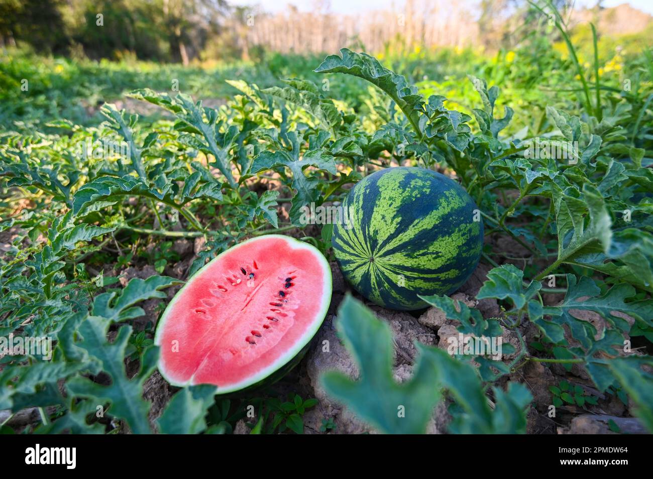 fettina di anguria in campo di anguria - frutta fresca di anguria sul terreno agricoltura giardino fattoria di anguria con pianta di foglia, la raccolta di anguria Foto Stock