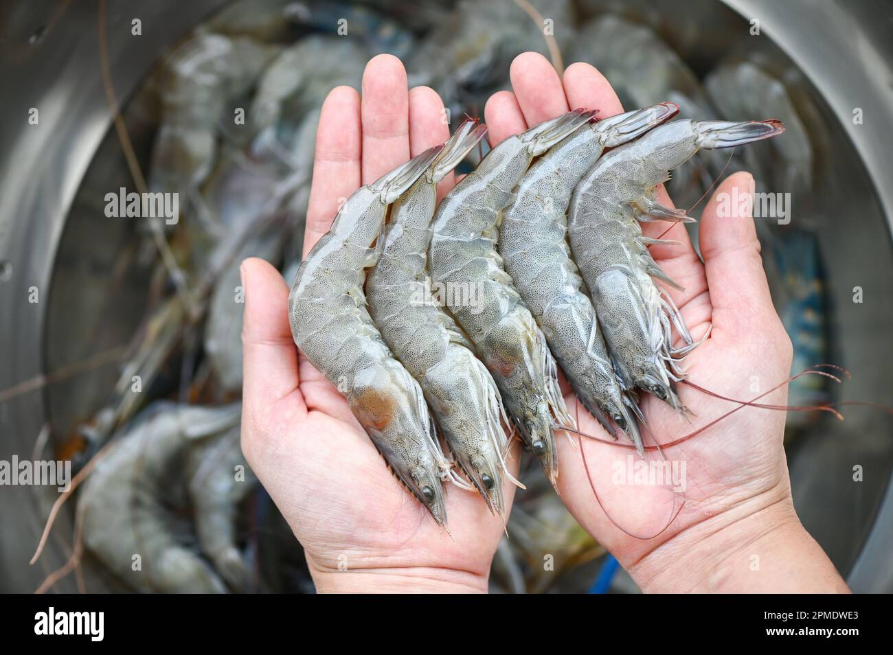 gamberetti bianchi gamberetti crudi a mano di lavaggio gamberetti su ciotola, gamberetti freschi per cucinare frutti di mare in cucina o acquistare gamberetti in negozio al mare Foto Stock